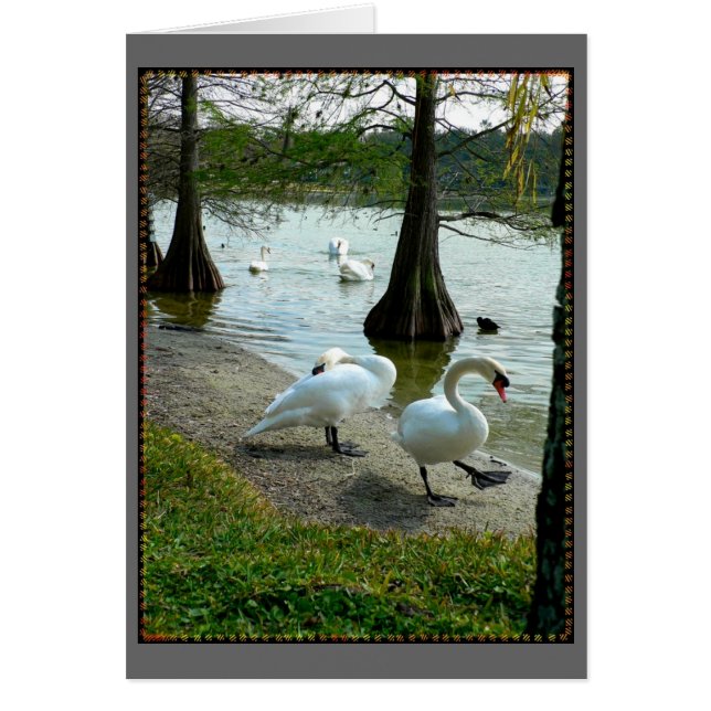 Cartão Lakeland Swans (Frente)