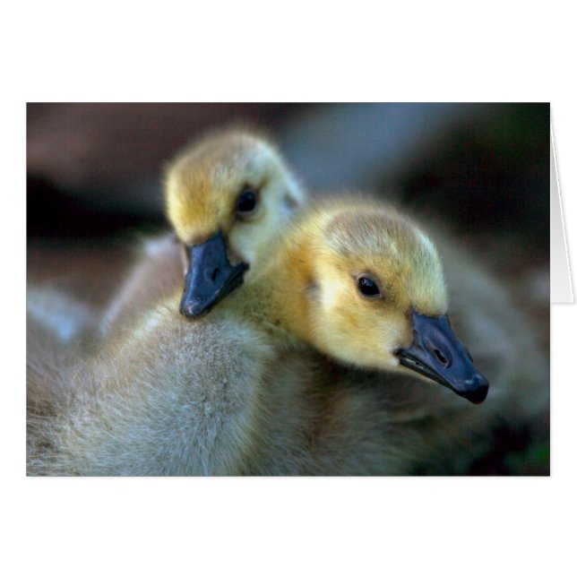 Cartão Lakeside (Frente Horizontal)