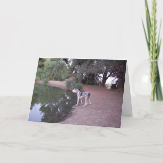 Cartão Lakeside Dog Cards