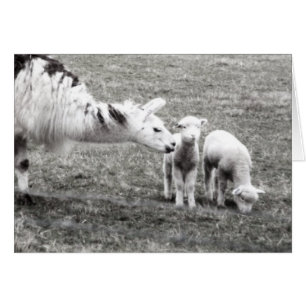 Cartão Lama e cordeiros