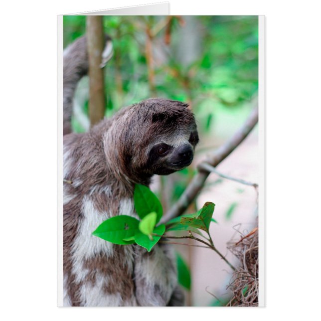 Cartão Lama na Nicarágua (Frente)