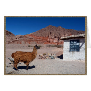 Cartão Lama no Quebrada de Cafayate, Argentina