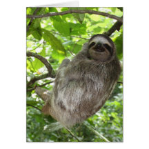 Lama relaxada na natureza