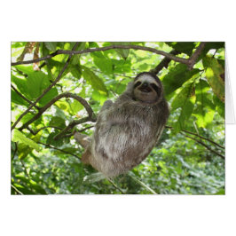 Cartão Lama relaxada na natureza