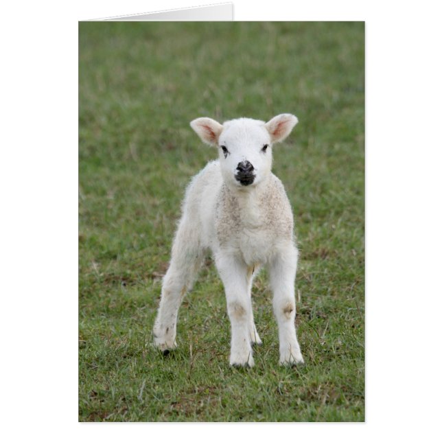 Cartão Lamb (Frente)