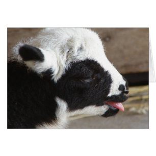 Cartão Lamb recém-nascido