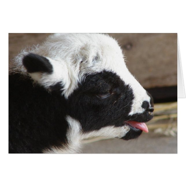 Cartão Lamb recém-nascido (Frente Horizontal)