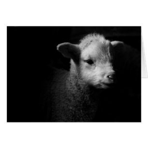 Cartão Lamb recém-nascido