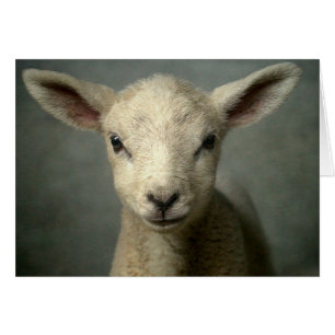 Cartão Lamb recém-nascido