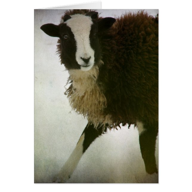 Cartão Lambchops Christmas (Frente)