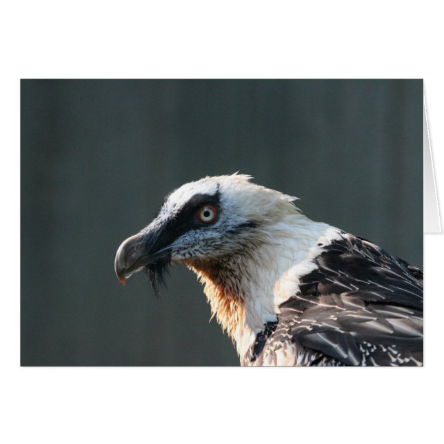 Cartão Lammergeier (Frente Horizontal)