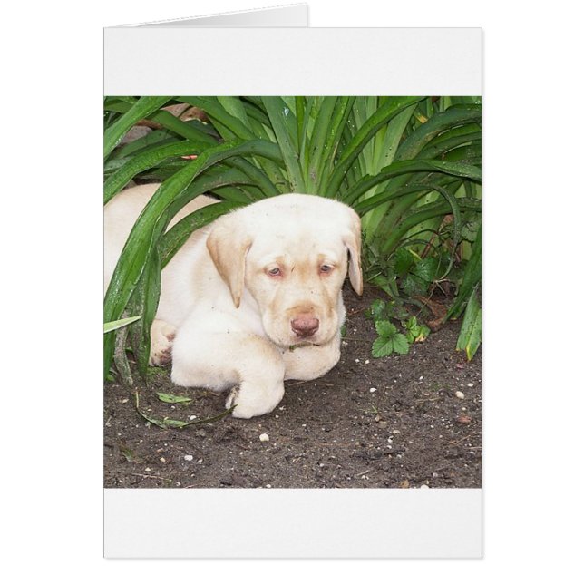 Cartão lançamento em laboratório amarelo 3 (Frente)