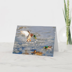 Cartão Landing Mallard Duck Wildlife Art Greeting-Card