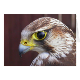 Cartão Lanner Falcon