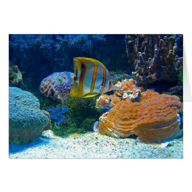 Cartão Lanscape aquático (Frente horizontal)