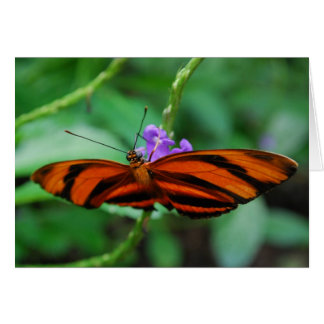 Cartão Laranja Bandido Helicónica