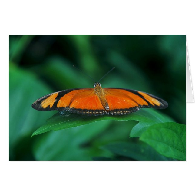 Cartão Laranja Brilhante e Borboleta Negra em Folha (Frente Horizontal)