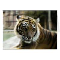 Laranja com listras pretas Foto do tigre Bengala