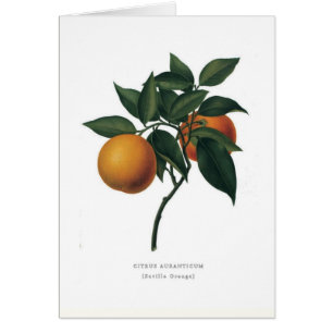 Cartão Laranja de Sevilha