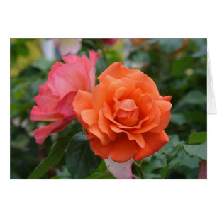 Cartão Laranja E Rosa Rosa Rosa Rosa