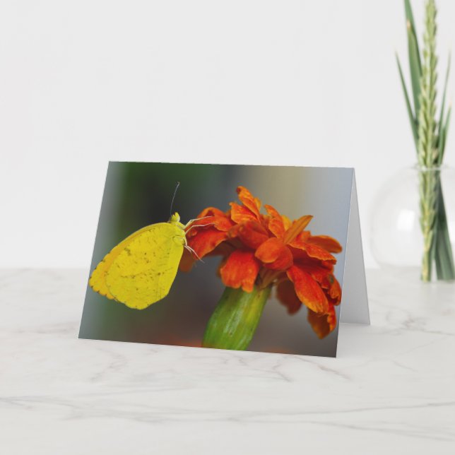 Cartão Laranja Sonolento (Frente)