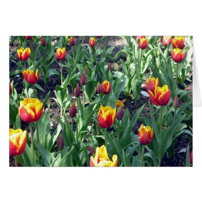 Cartão laranja tulipa (Frente Horizontal)