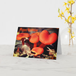 Cartão Laranja Vermelho Cogumelos Natureza Aniversário
