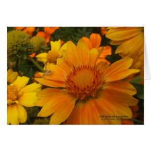 Cartão Laranjas E Lêmolas Blanketflower Com Aranha-Carang