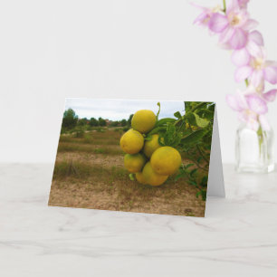 Cartão Laranjas mandarinas