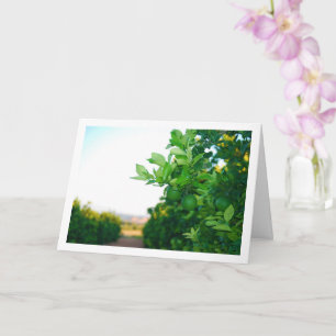 Cartão Laranjas verdes na árvore