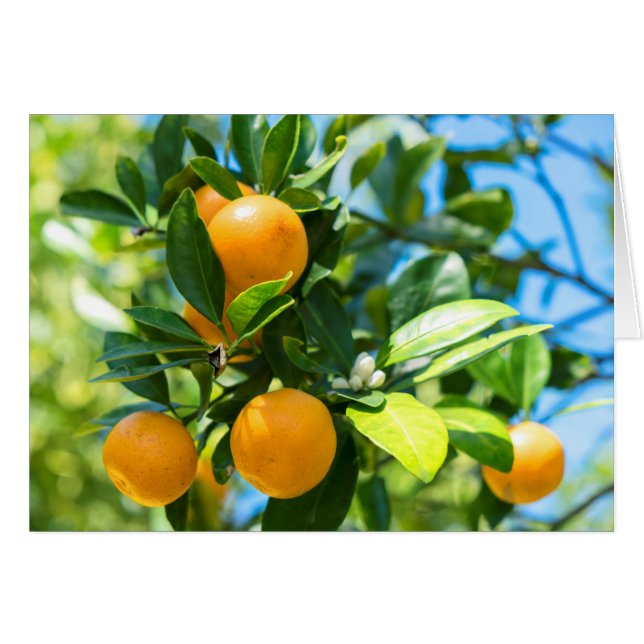 Cartão Laranjeira Frutífera (Frente Horizontal)