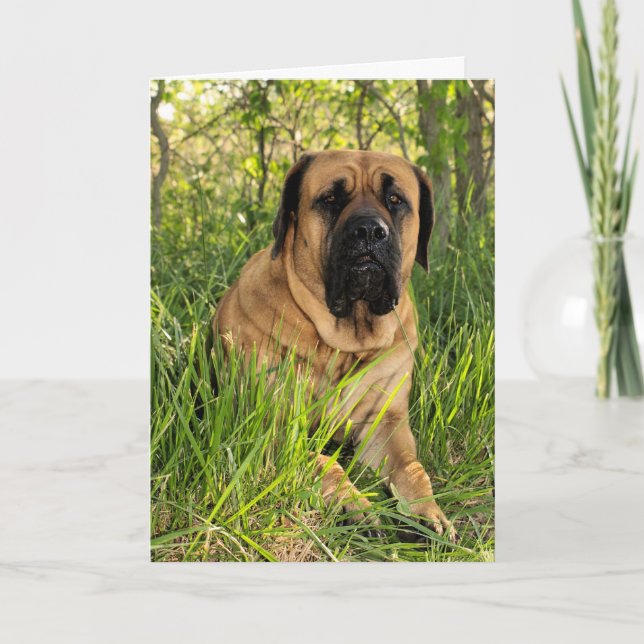 Cartão Large English Mastiff Dog - birthday wishes (Frente)
