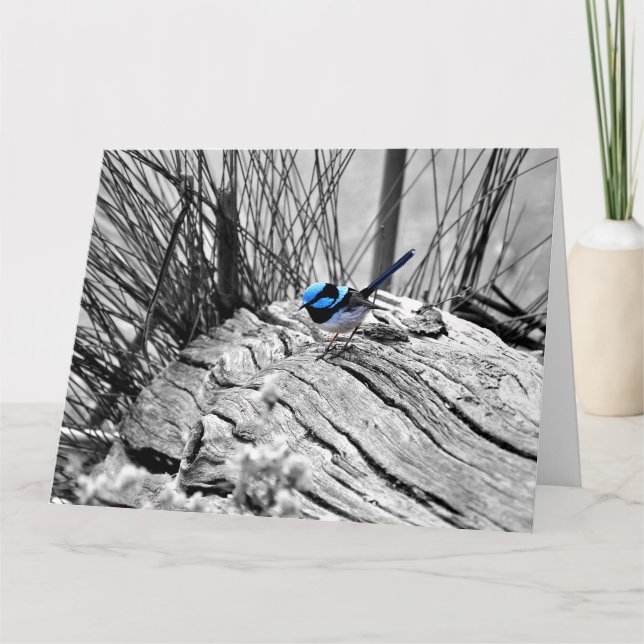 Cartão Large Superb Fairy Wren Greeting Card (Frente)