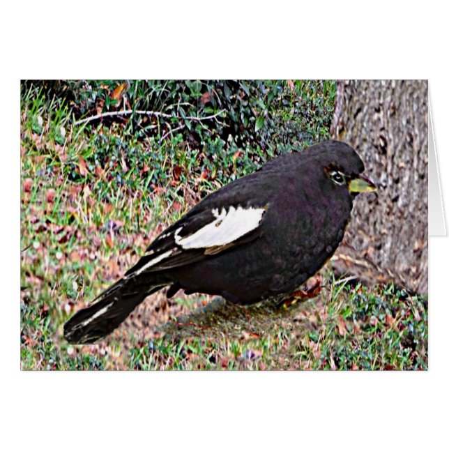 Cartão Lark Bunting (Frente Horizontal)