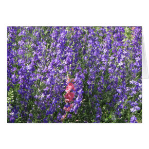 Cartão Larkspur