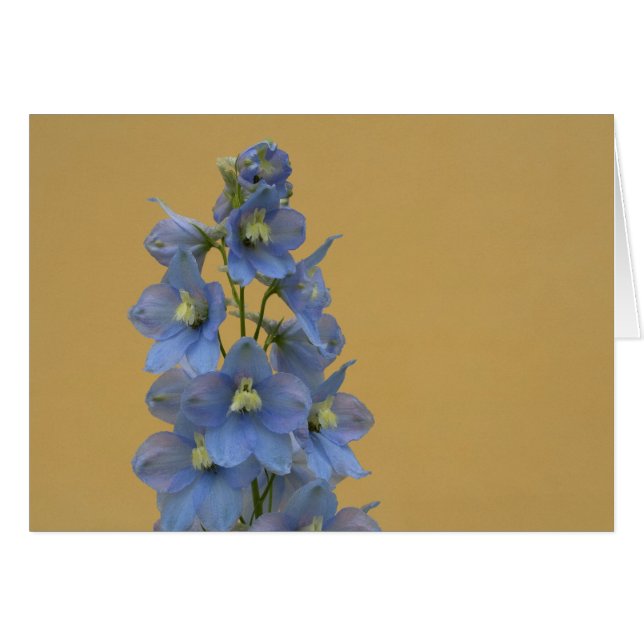 Cartão Larkspur Azul-Claro (Frente Horizontal)