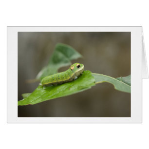 Cartão Larva de Caterpillar da borboleta