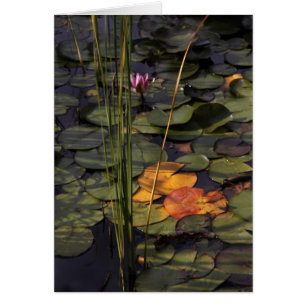 Cartão Late Summer Lilly Pond