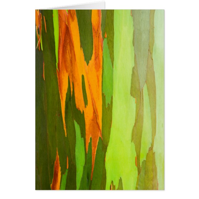 Cartão latido Rainbow Eucalyptus, Havaí (Frente)