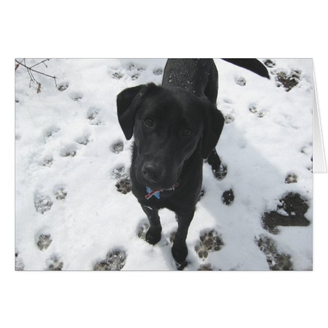 Cartão Laurel na neve (Frente Horizontal)