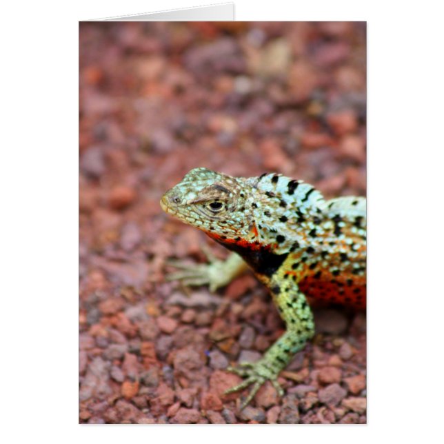 Cartão Lava Lizard (Frente)