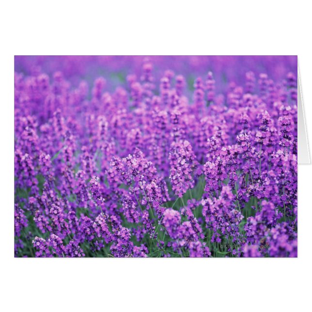 Cartão Lavanda (Frente Horizontal)