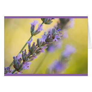 Cartão Lavanda
