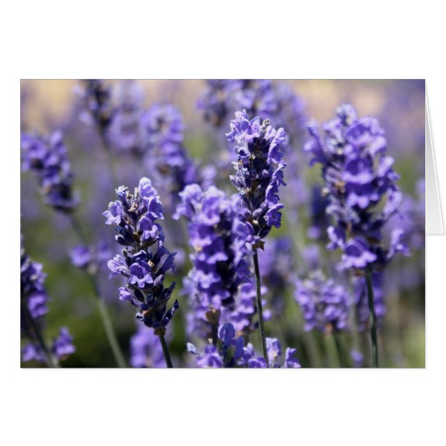 Cartão Lavanda (Frente Horizontal)