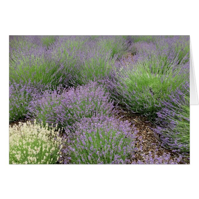Cartão Lavanda adorável (Frente horizontal)