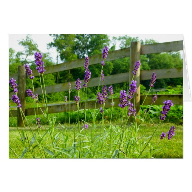 Cartão Lavanda Blooming (Frente Horizontal)