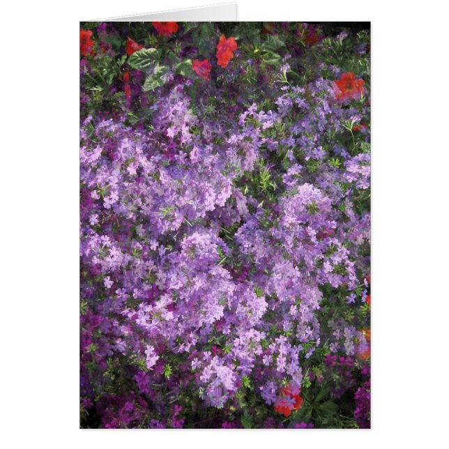 Cartão Lavanda Bush (Frente)