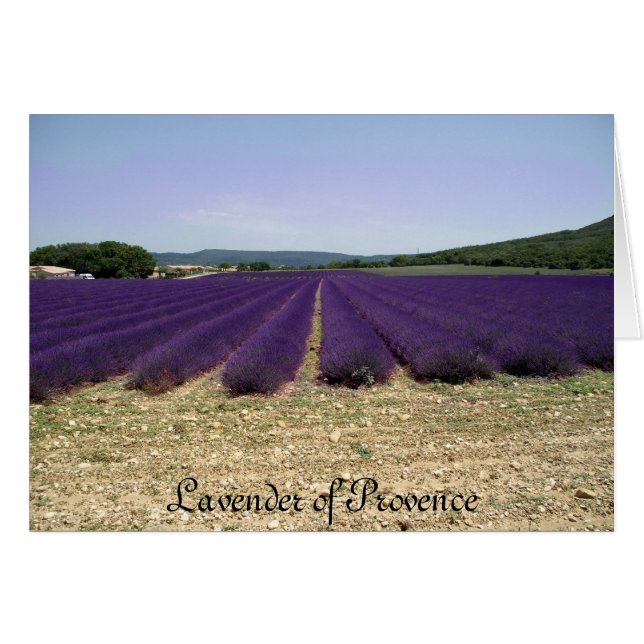 Cartão Lavanda de Provença (Frente Horizontal)