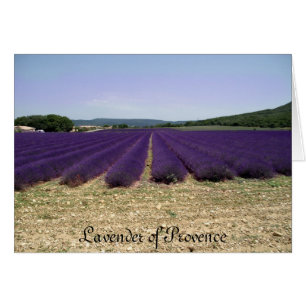 Cartão Lavanda de Provence
