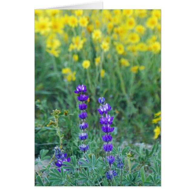 Cartão Lavanda e girassol amarelo (Frente)